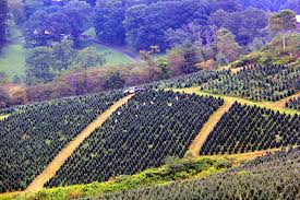 Cardinal Tree Farm