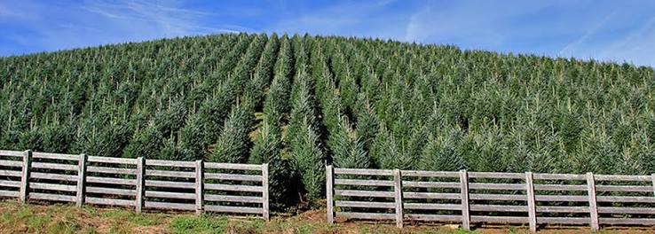 Cardinal Tree Farm
